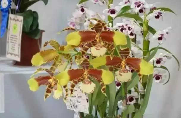 极品中的精品兰花,带你回忆天价兰花蕙兰篇