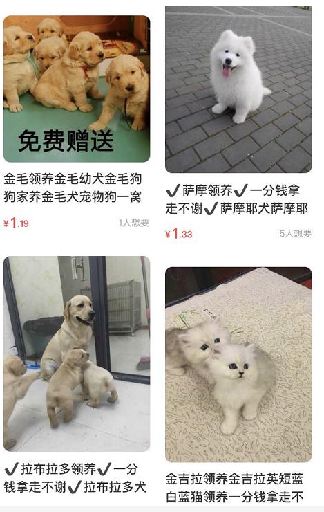 分享在咸鱼转转等二手平台上买狗狗的4种套路，80%的人都会被坑