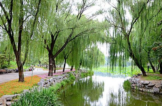 柳树种植技术与管理病虫害有哪些,柳树苗的栽培与管理