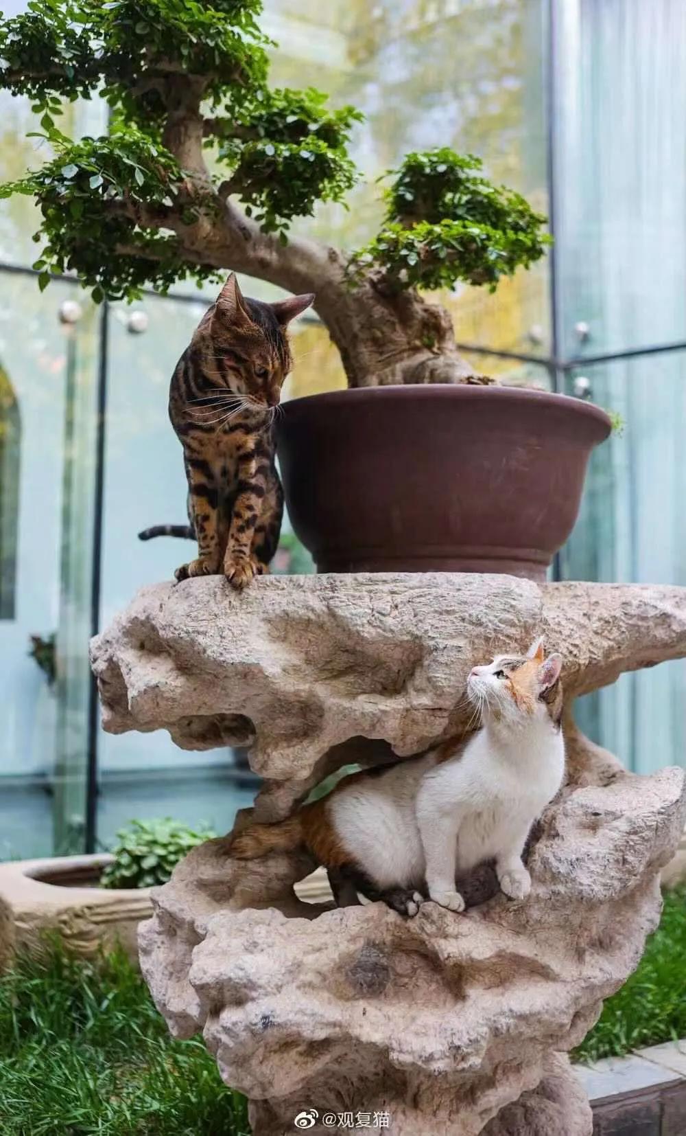 团宠猫咪的性格,小猫有多抗打