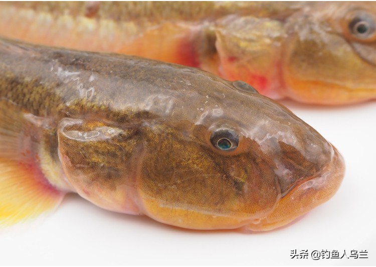 黄刺鱼的最佳串钩钓法,串钩小白鱼的技巧和方法