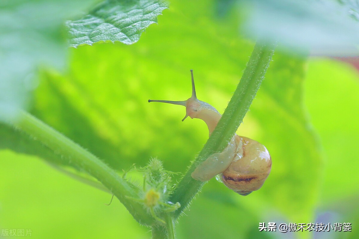 种植蔬菜蜗牛很多怎么办,蔬菜上的蜗牛用什么方法治