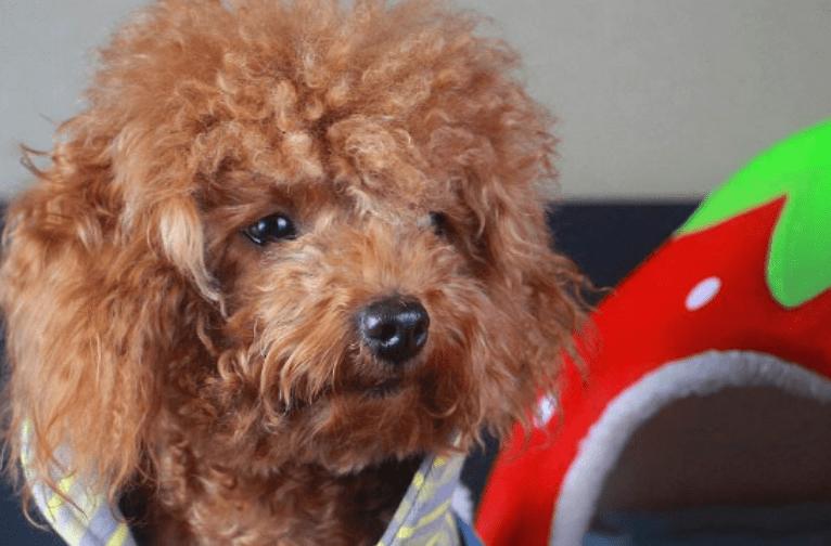 泰迪有一处脱毛怎么回事,泰迪不正常的表现