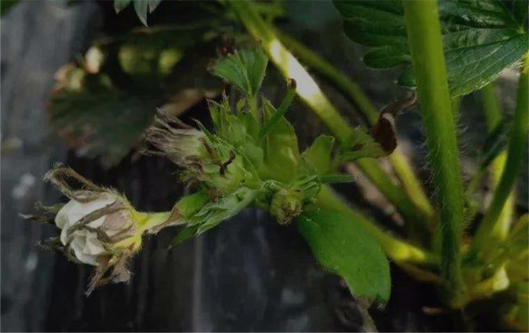 草莓新芽枯病,草莓叶子皱缩焦枯