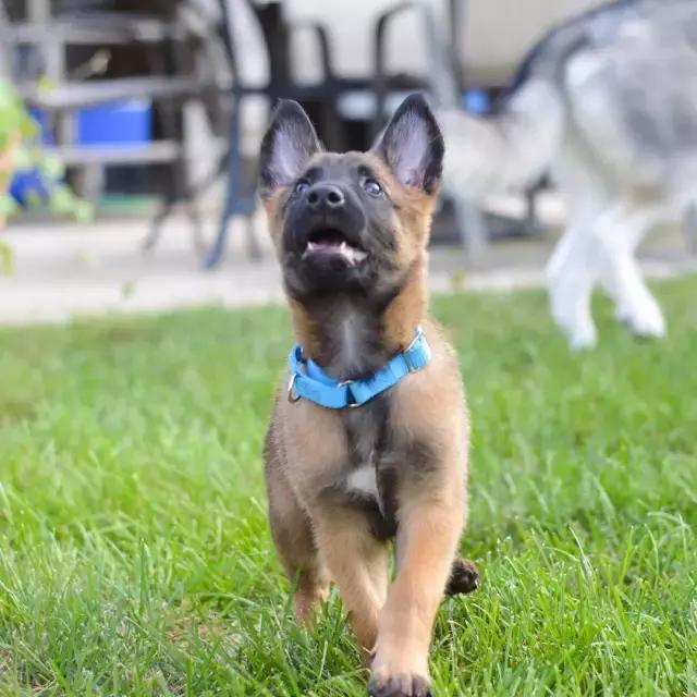 马犬为什么不怕人吓它,什么马犬最可怕