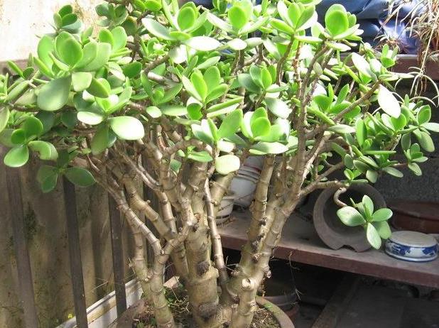 这4种花最好别养在室内,室内最好养的2种花