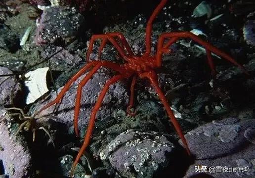 蜘蛛为什么会被法布尔写进昆虫记,蜘蛛是一种特殊的昆虫吗正确吗