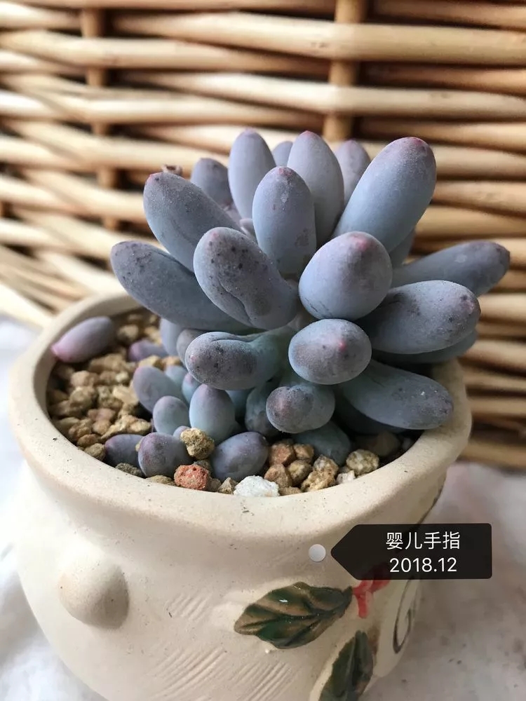 多肉名字怎么记,养多肉人的名字