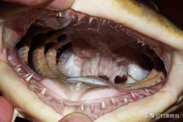 珠江有一种像刀一样的鱼,珠江300斤以上的鱼