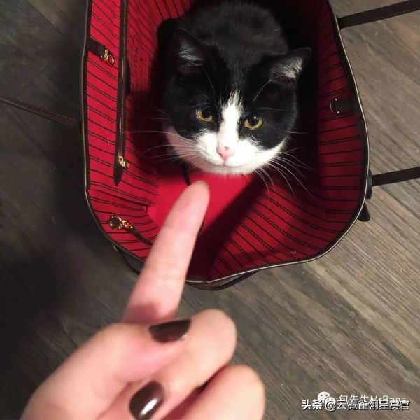 非常好看的宠物包,大家的包都带什么玩偶