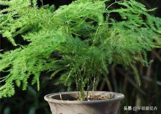 文竹烂根怎么处理才能救活,文竹烂根怎么快速处理