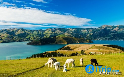 为何越来越多国人选择移民新西兰,为什么国人移民新西兰