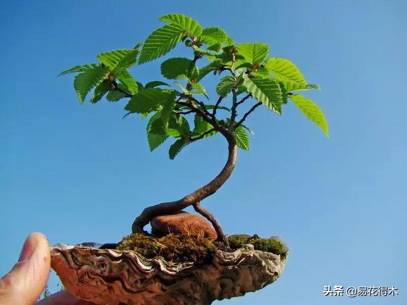 千金榆鹅耳枥盆景,千金榆和鹅耳枥苗