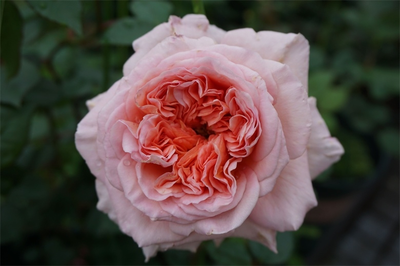 99棵月季,最值得入手的玫瑰月季