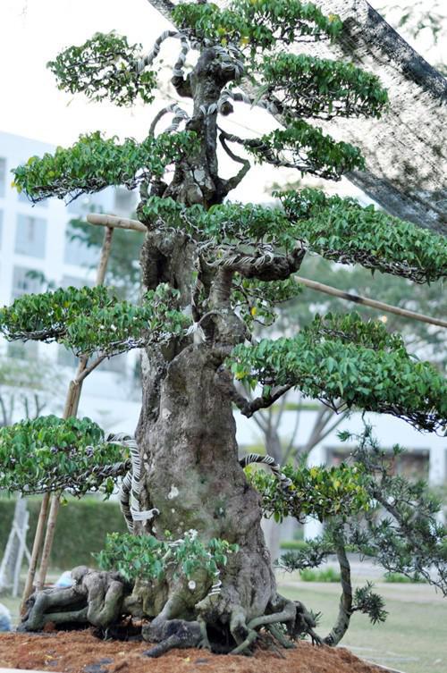 500年古树出售,男子卖掉自家地里一棵树