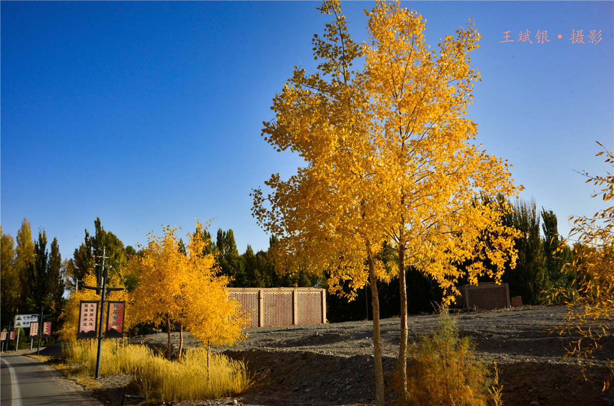 第一次去看胡杨的感触,第一次体验到沙漠乐趣
