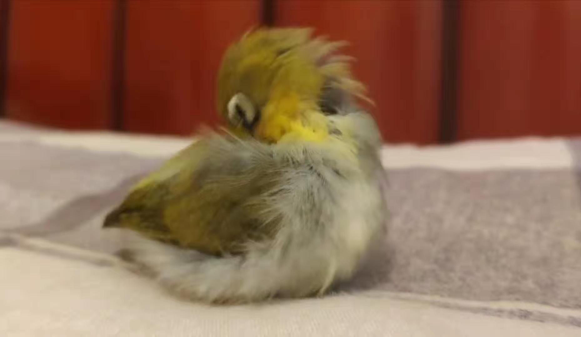 绣眼拉稀就废了吗,绣眼拉稀站不稳