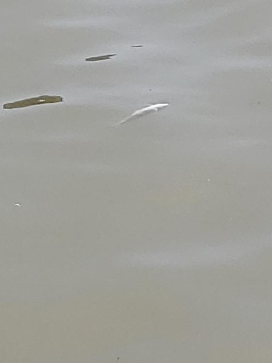 金迦潘钓杆,金迦潘求败渔具好用吗