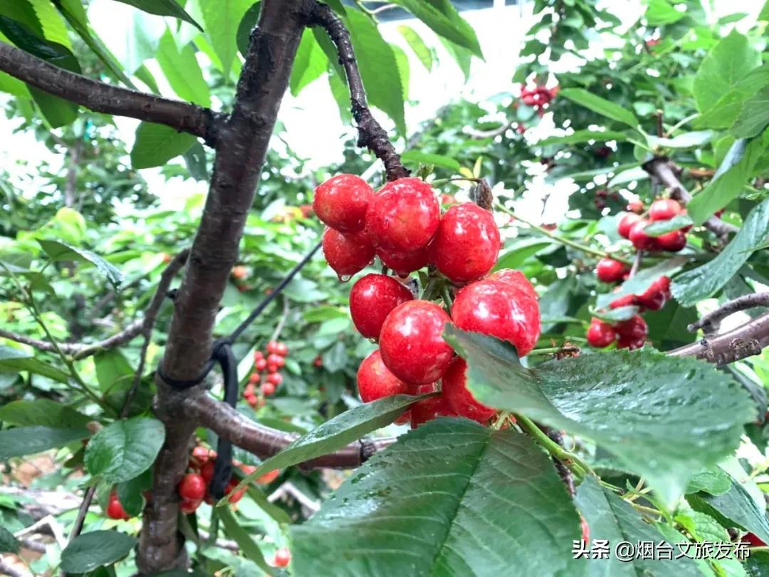 2022福山樱桃节是几月几日,富民樱桃采摘最佳时间