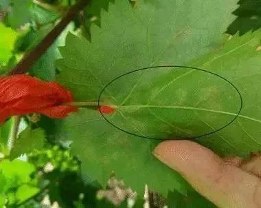 有关葡萄的病症,葡萄新梢病害图谱