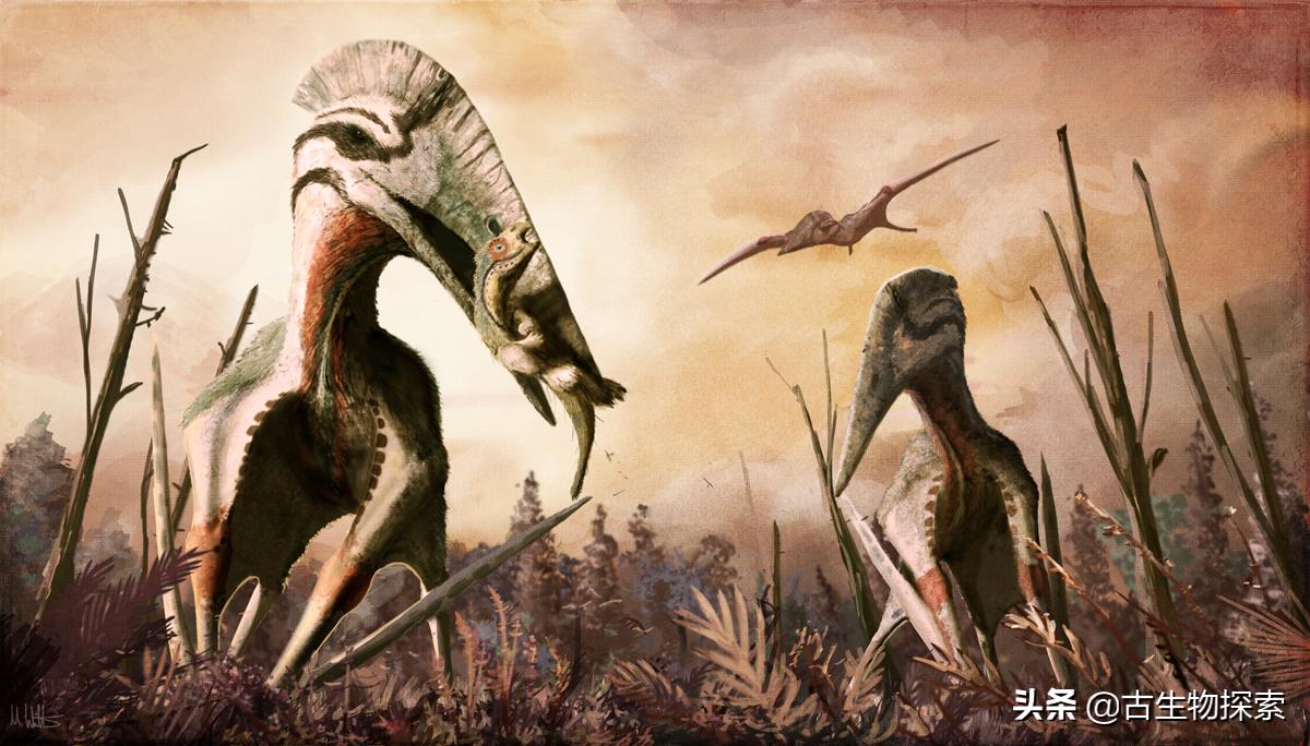 以恐龙为食的翼龙像飞机一样大！