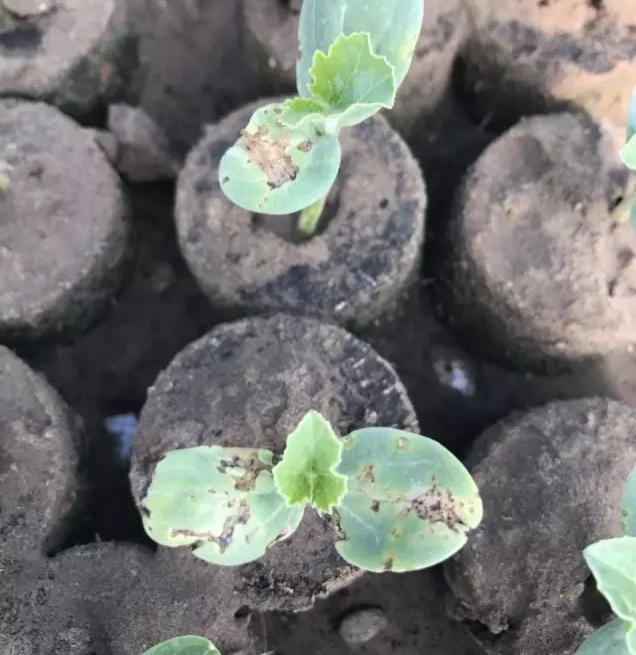 为什么西瓜苗一见到太阳就会枯萎,西瓜阴皮病最佳防治方法