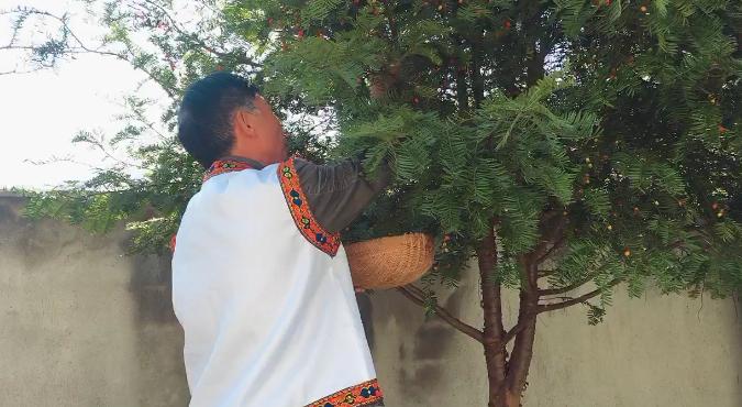 红豆杉果实能不能吃,红豆杉果实能吃吗吃了有什么作用