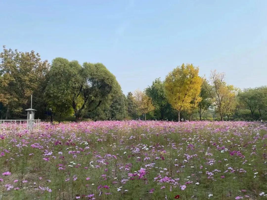 创森进行时丨立冬后，我把丰台的秋，收进了相册里