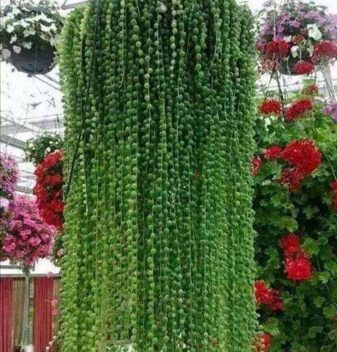 养珍珠吊兰，掌握好5项要点，“珍珠”长满花盆，漂亮又美观