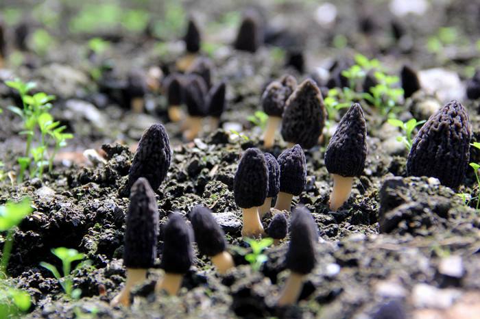 人工羊肚菌种植技术,怎么区分野生和人工种植羊肚菌