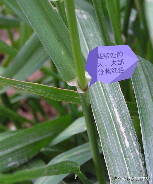 小麦田黑麦草用什么除草剂,小麦田禾本科杂草多花黑麦草