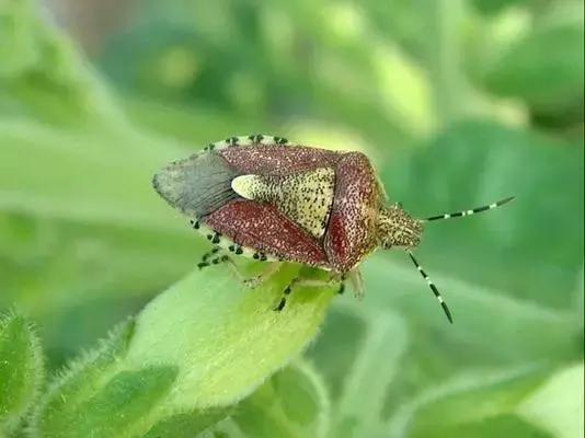 蔬菜害虫种类大全,蔬菜害虫分类及图片大全