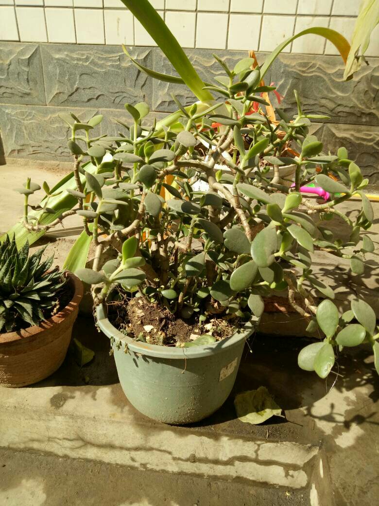 养玉树的十大诀窍,养玉树的绝招大全