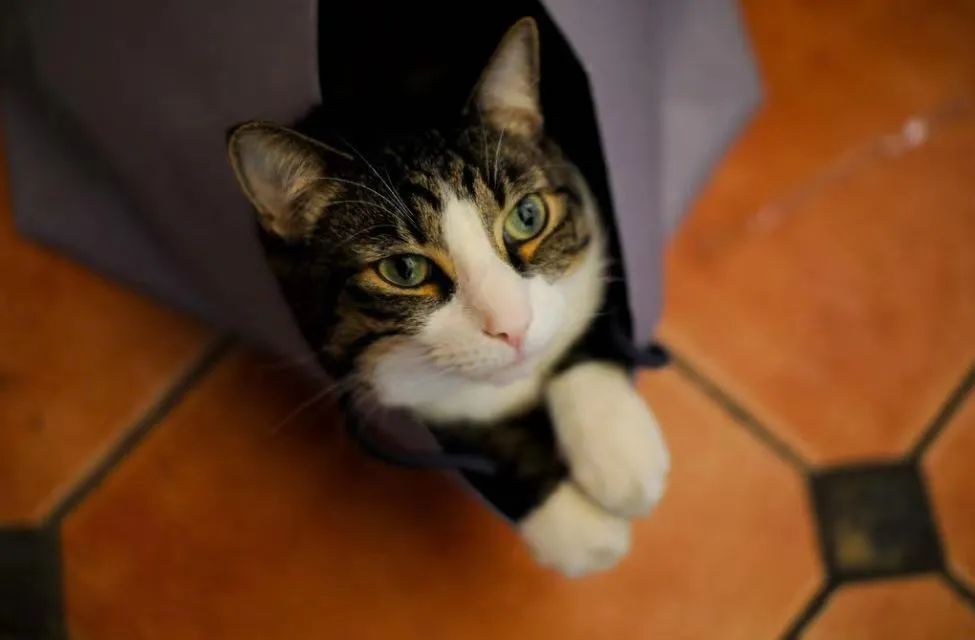 猫咪发情了怎么办？做好这些细节，你就是优秀铲屎官