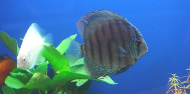 观赏鱼在生病期间需要换水吗,观赏鱼生病给鱼缸放青霉素可以吗