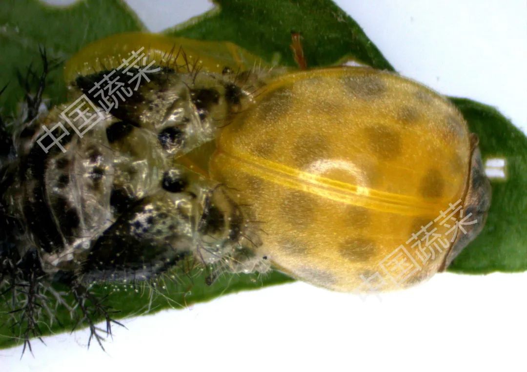 为什么马铃薯瓢虫只吃马铃薯,马铃薯瓢虫吃土豆吗