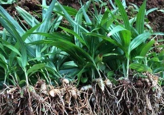 《本草精荟》：收敛止血：白及的功效与应用