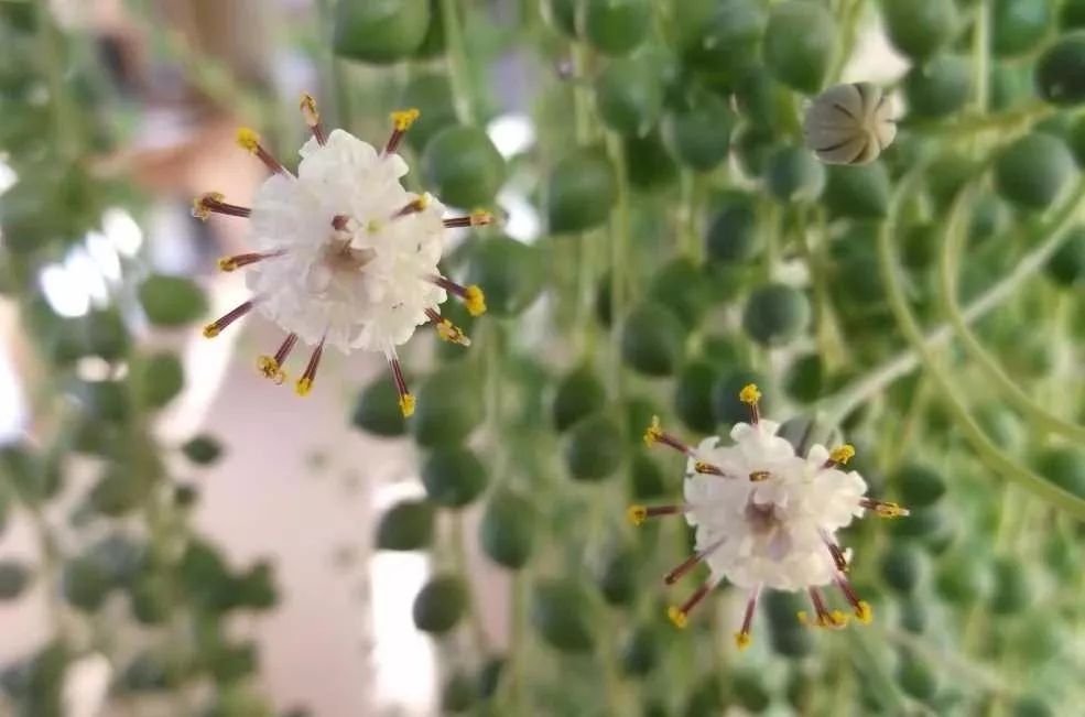 珍珠吊兰为什么开花不红,为什么我的吊兰叶子总是有点断