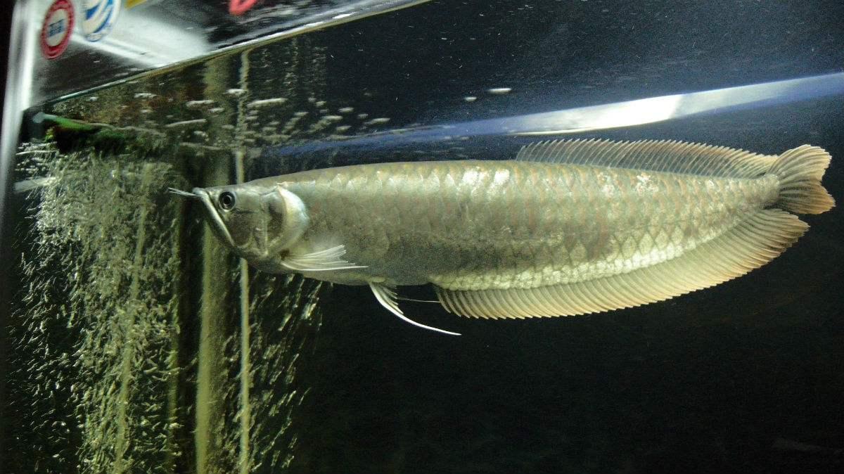 银龙鱼观赏鱼要怎么养,饲养银龙鱼需要准备什么