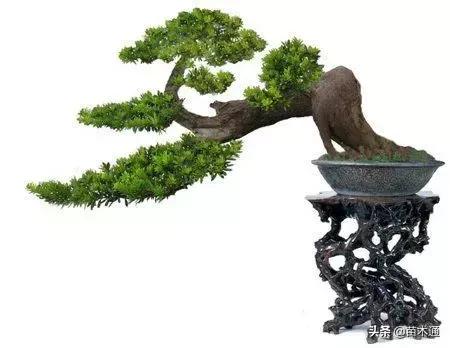 未来五年最值钱的树种,十大名贵树种多少钱