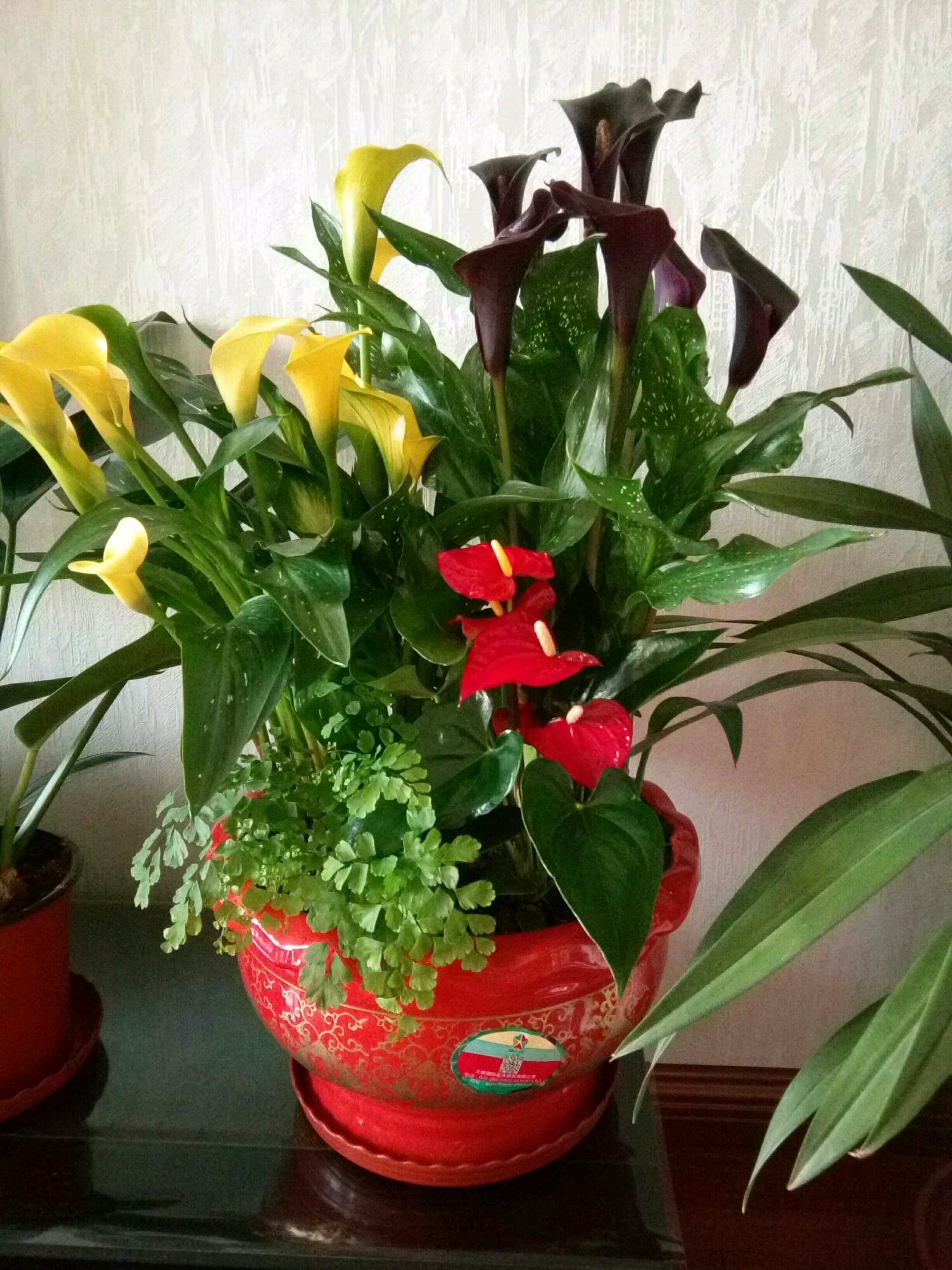 这些花只要浇水就能活,这2种花不浇水反而疯长