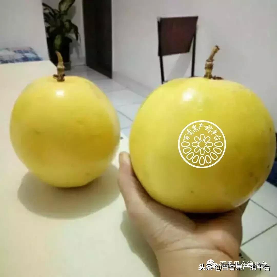 怎么分辨黄金百香果树苗的真假,紫色百香果与黄金百香果有何区别