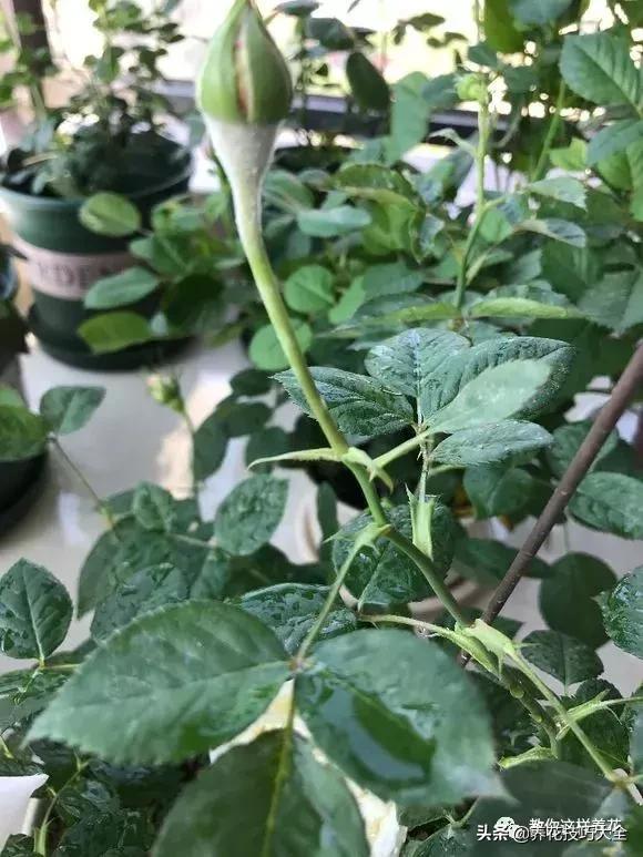 给花浇苹果醋,用醋浇花叶子发黄怎么办