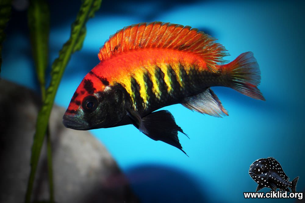 冷门热带小型观赏鱼,简单好养的观赏鱼都有哪些