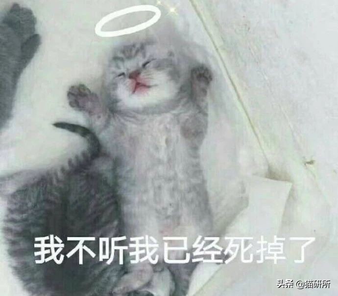 给猫粮投毒辟谣,猫吃人用感冒药吗