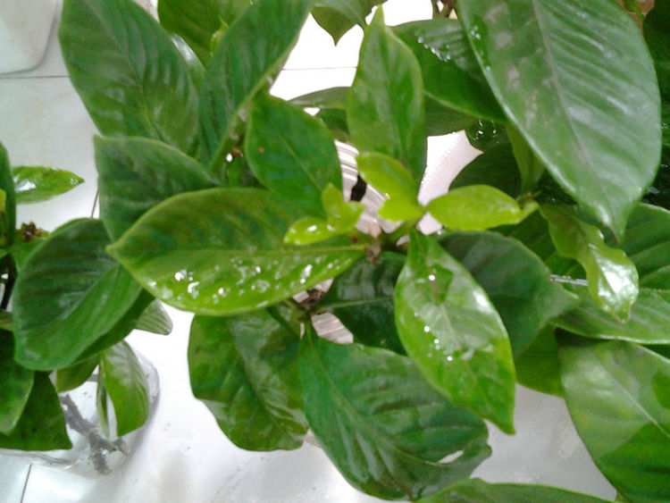 水培栀子花正确方法,栀子花水培生根