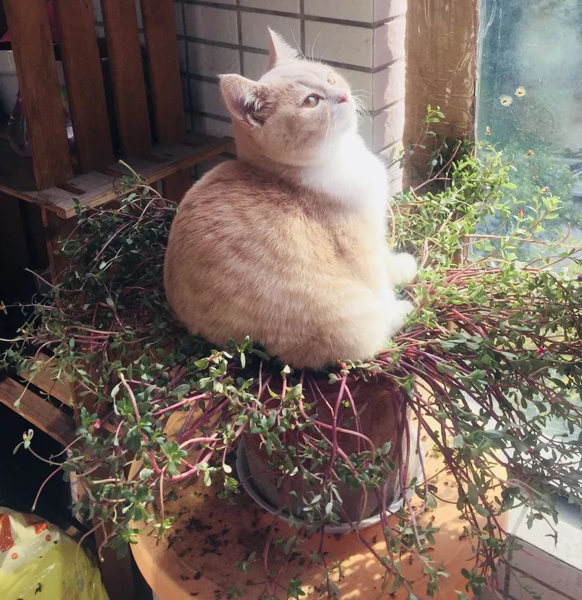 十大公认好用便宜的美白素颜霜,美白效果超好的素颜霜