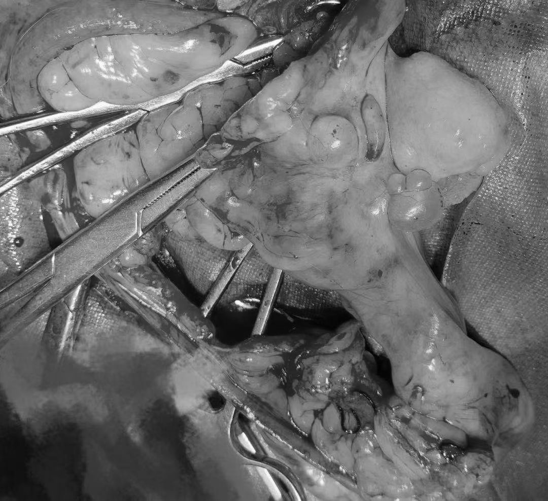 宠物疾病分为哪几类,宠物疾病诊疗的发展