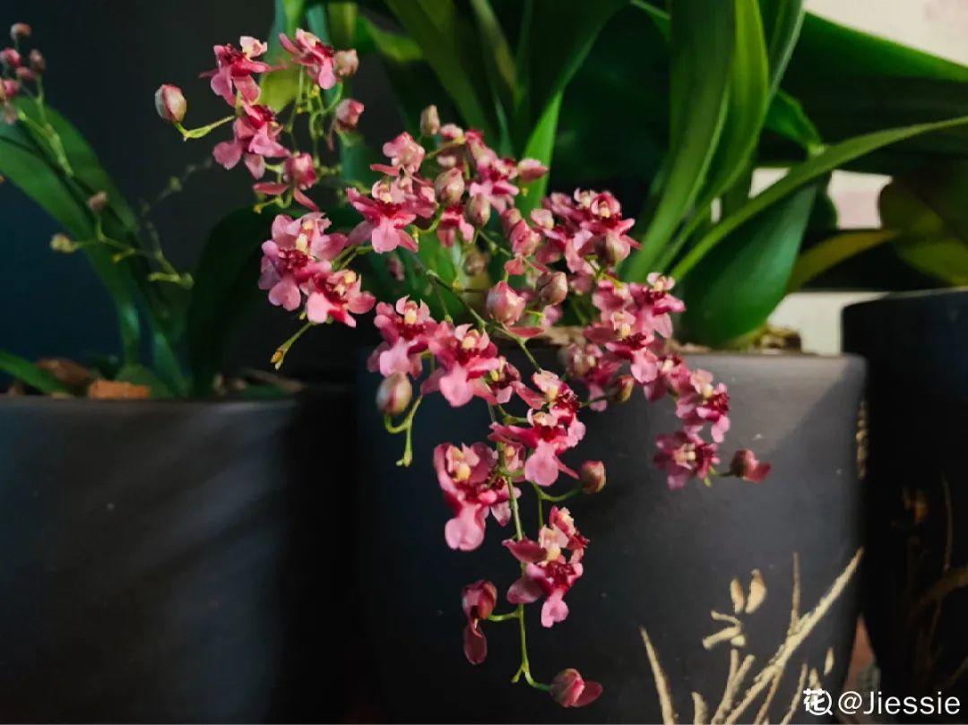 耐寒又好养的香水花,家里可以养法国香水花