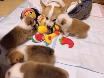 给狗拔牙视频金毛,金毛狗狗拔牙